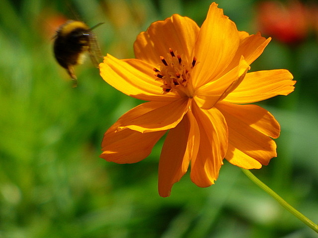 Blüte von der Insektenwiese