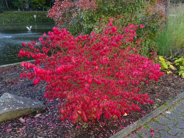 Zwerg Korkflügelstrauch