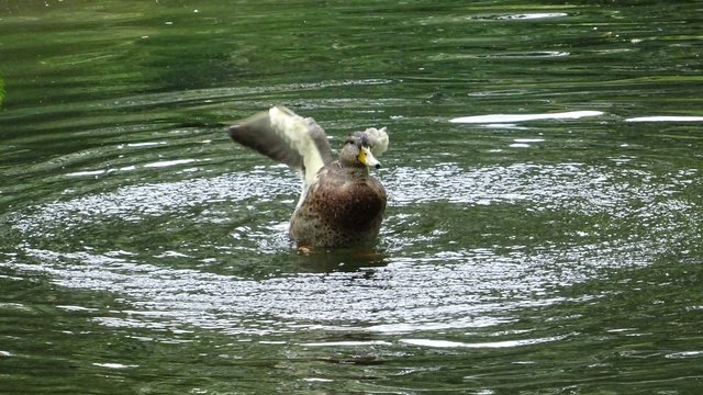 Ente