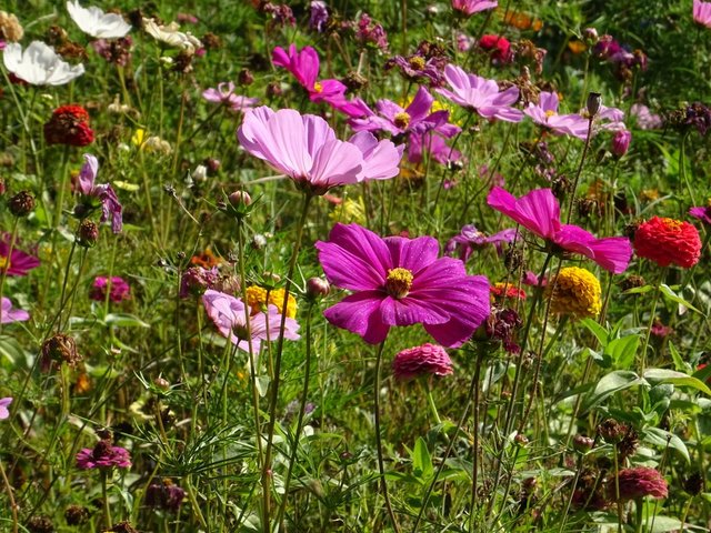 Wiesenblumen
