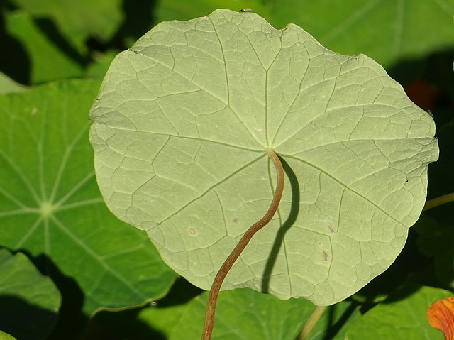 Kapuzinerkresse Blatt von hinten