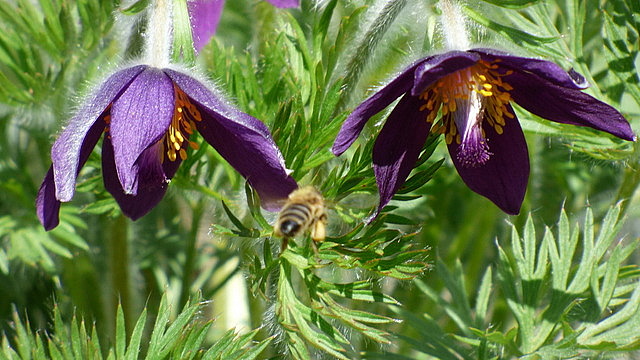 Küchenschelle und Biene