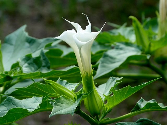 Blüte