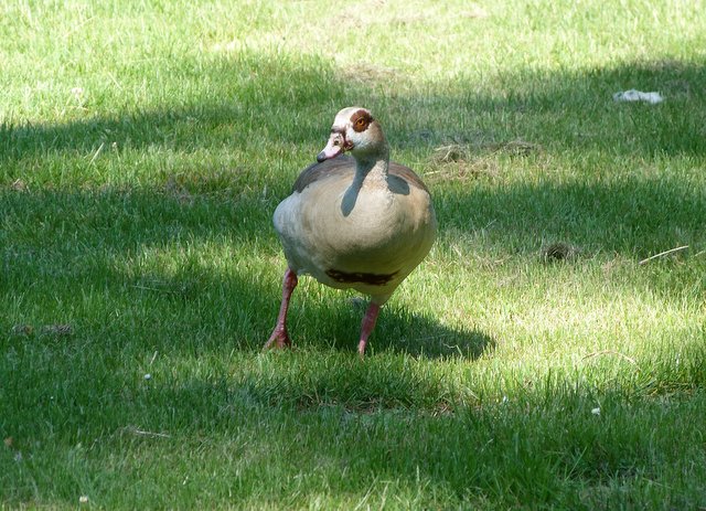 Nilgans