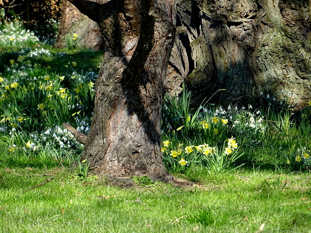 Schneeglöckchen und Narzissen unter einem knorrigen Baum