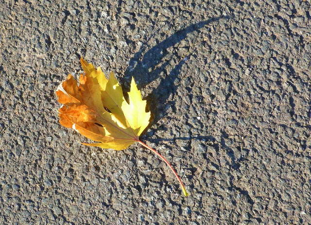 Blatt mit Schatten