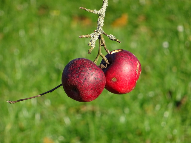 Äpfel