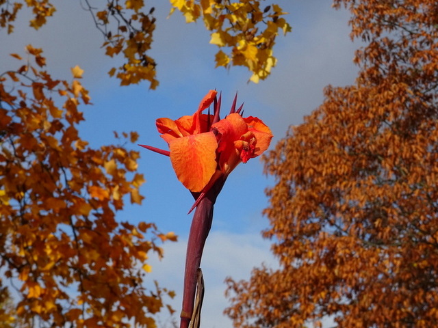 Indisches Blumenrohr