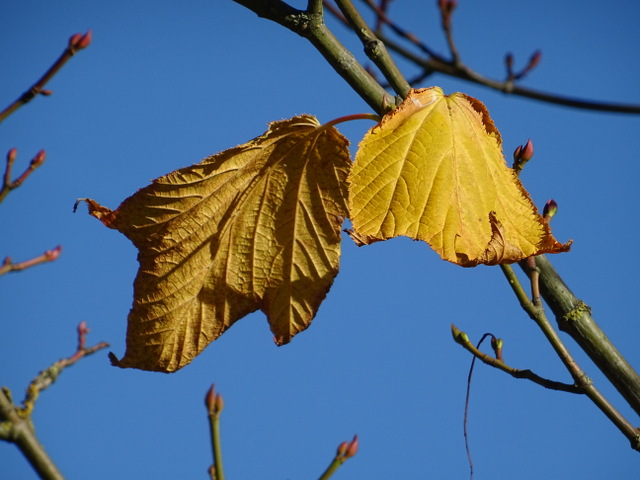 Herbstblätter