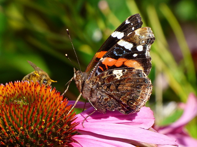 Admiral trifft Biene