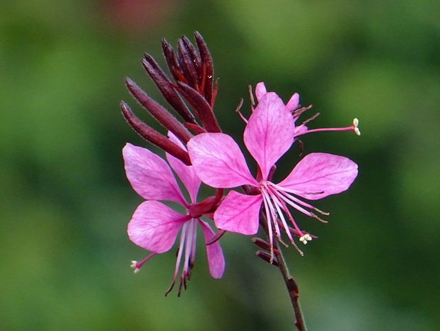 Zarte kleine Blüten