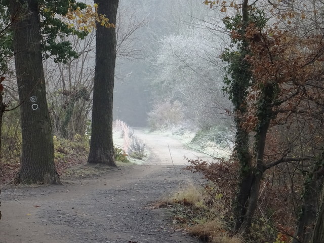 Im Wald