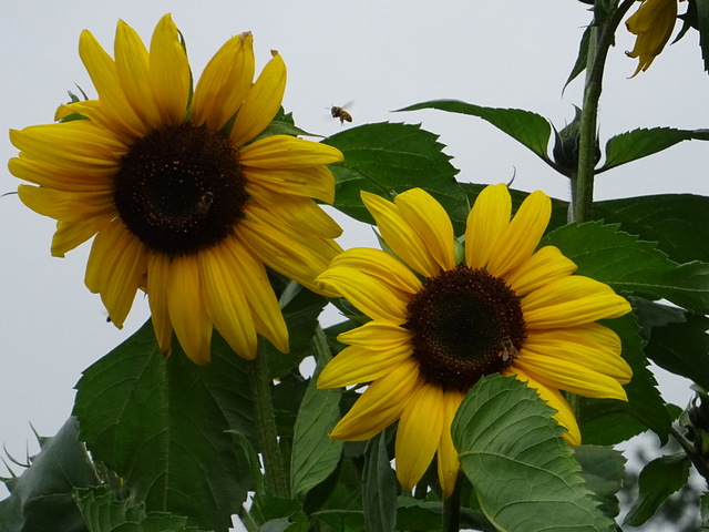 Sonnenblumen