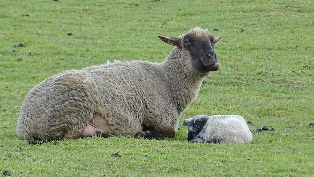 Lamm Und Lämmchen