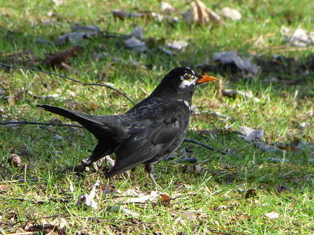 Amsel mit weissen Flecken