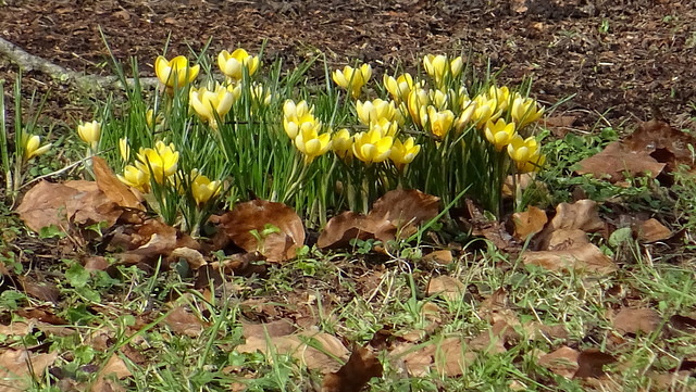 Krokusse