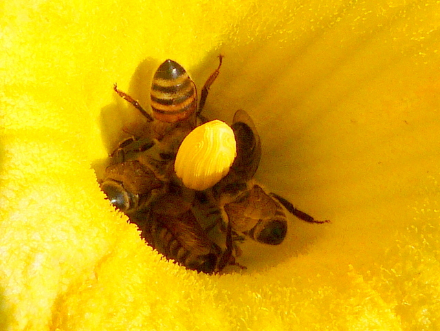 Fünf Bienen in einer Kürbisblüte