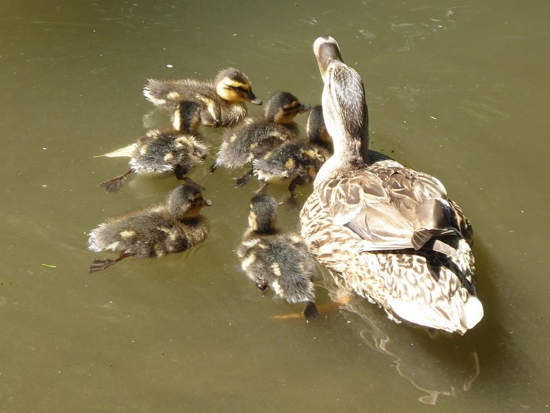Ente und ihre Jungen