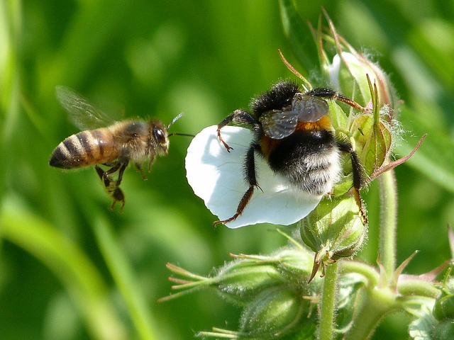 Biene und Hummel