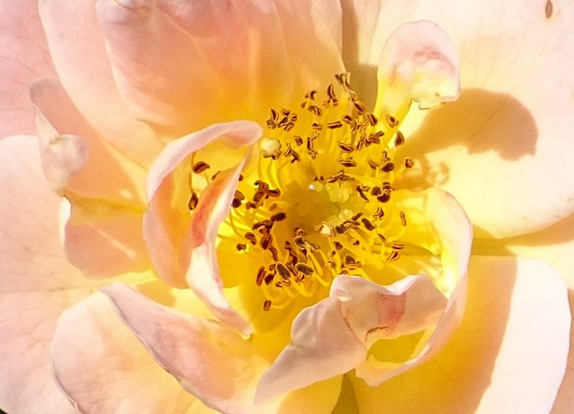 Buschrose