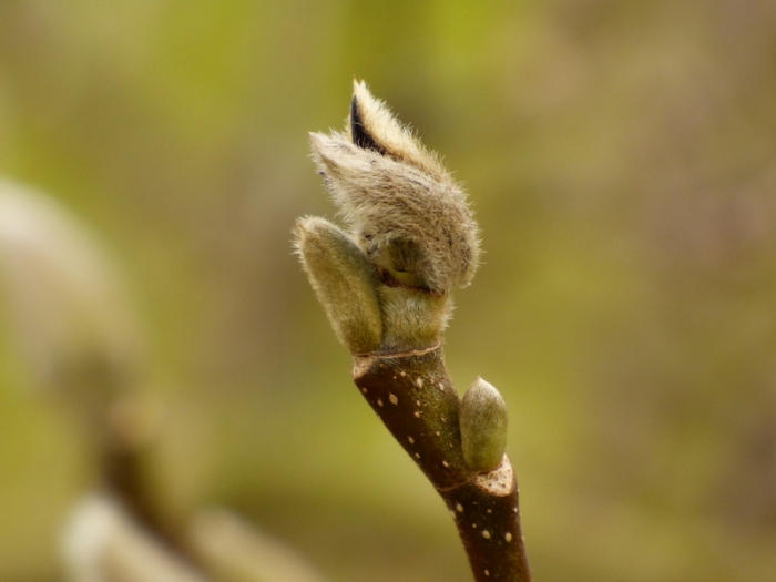 Magnolienknospe