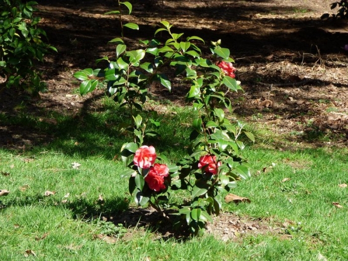 Camelienstrauch und Blüten