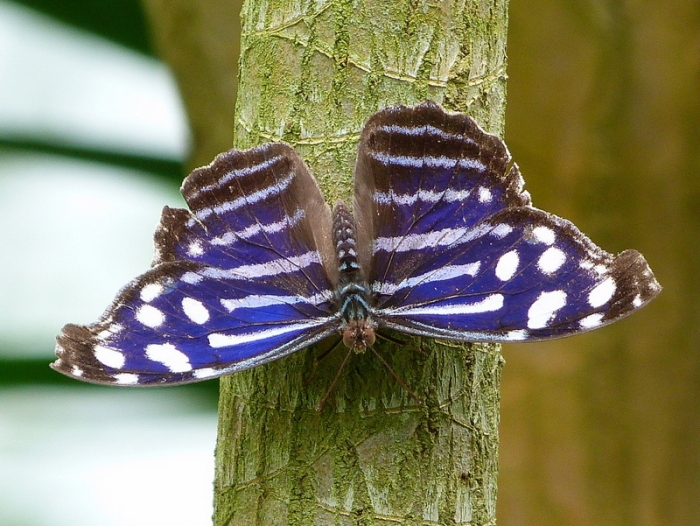 Schmetterling