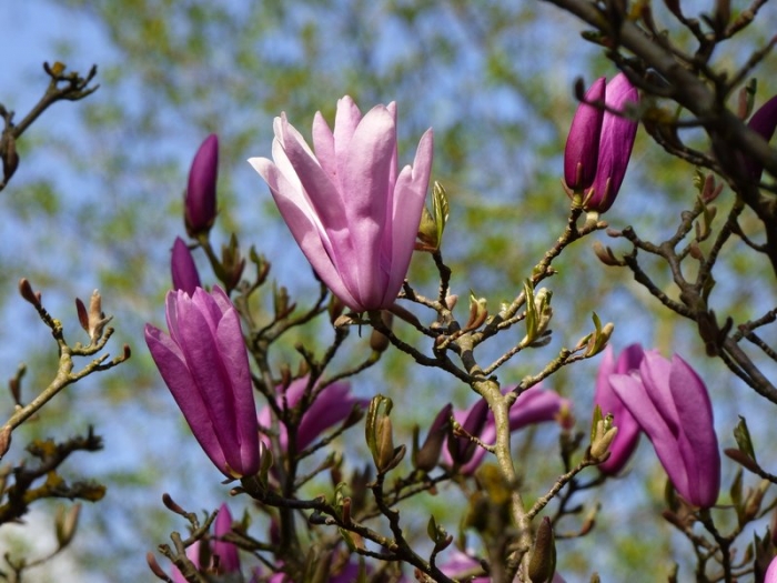Magnolien