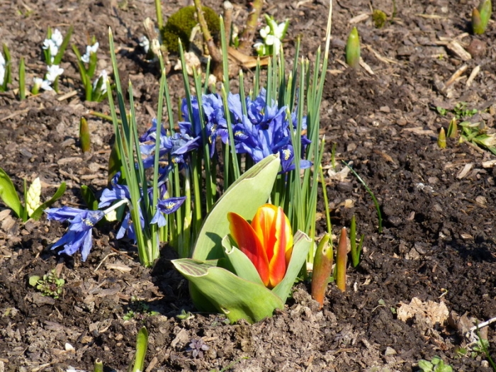 Ein bisschen Fruehling