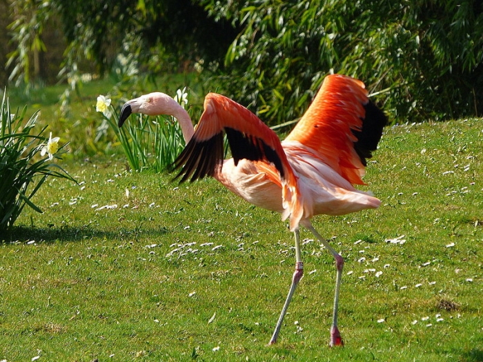 Flamingo