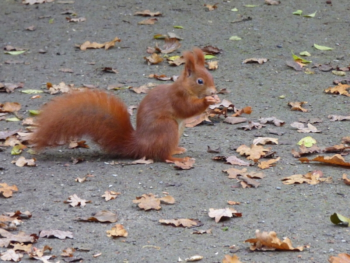 Eichhörnchen