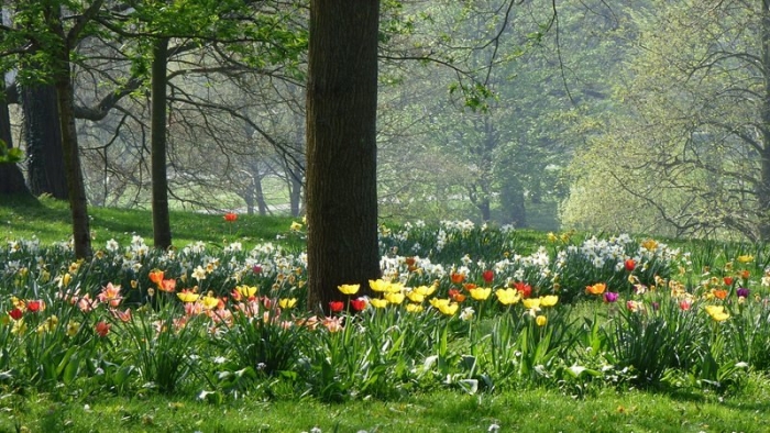 Tulpen im Park