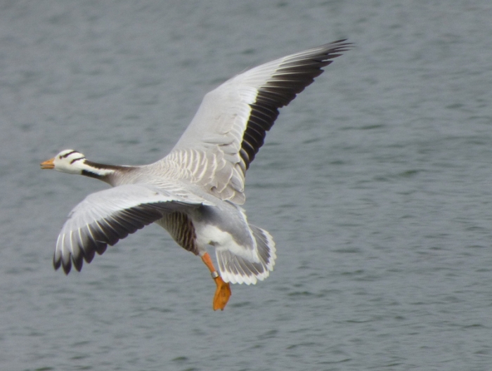 Inidsche Streifengans