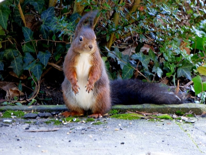 Eichhörnchen