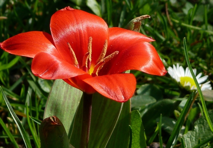 Tulpe