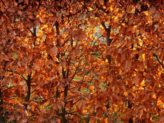 Eichhörnchen im Oktober