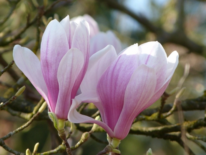 Magnolien
