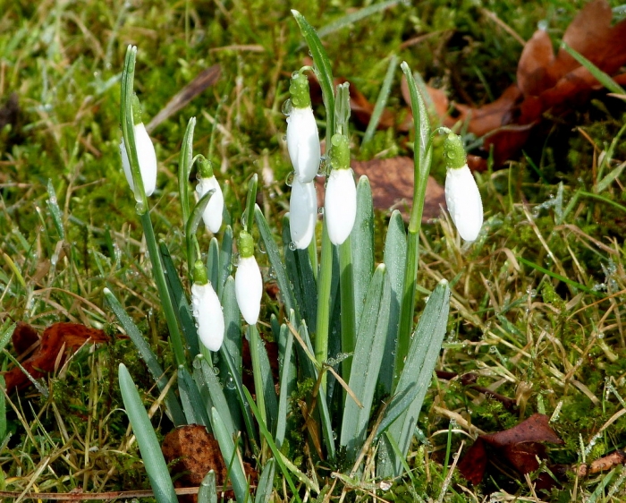 Schneegloeckchen