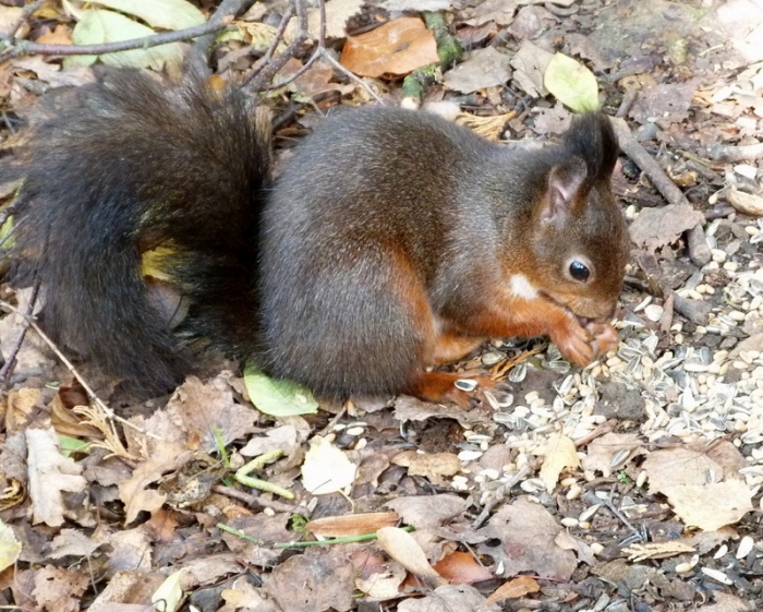 Eichhörnchen