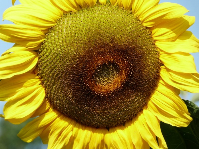 Sonnenblume
