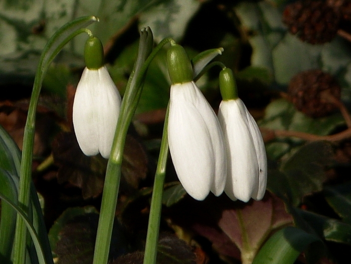 Schneeglöckchen