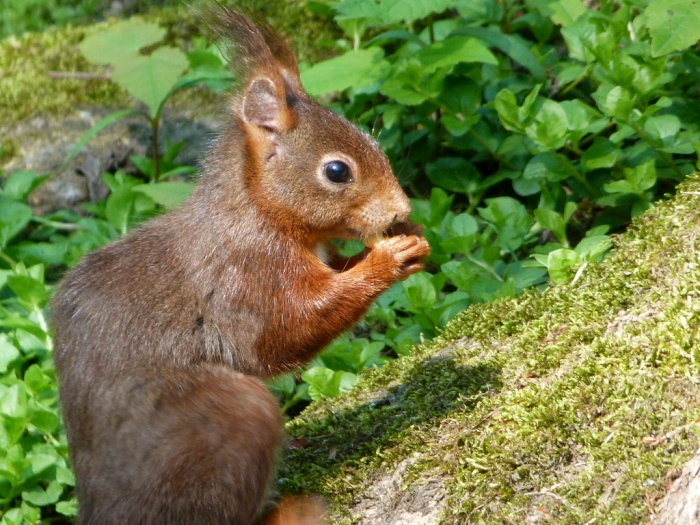 Eichhörnchen