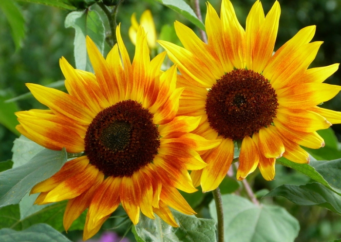 Sonnenblumen