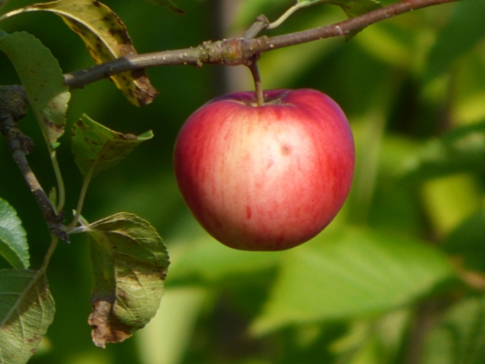 Apfel