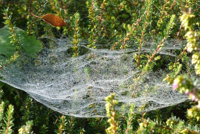 Spinnweben mit Tau