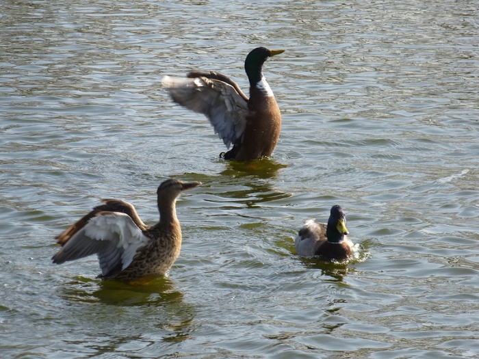 Enten