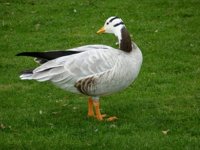 Indische Streifengans