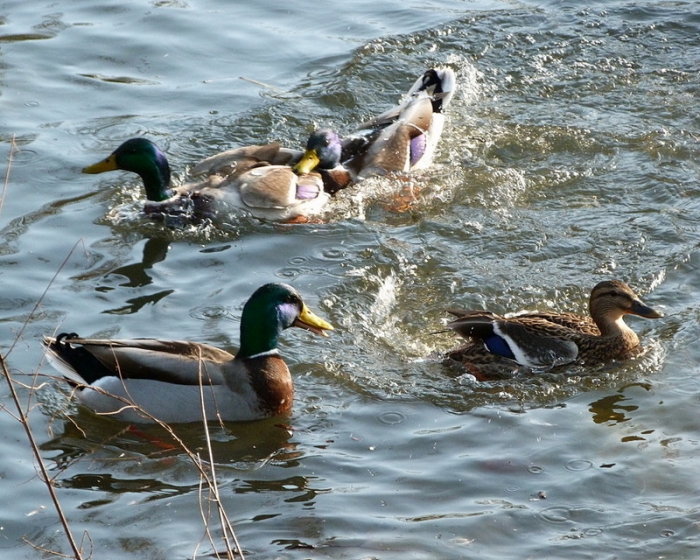 Wenn zwei sich streiten...