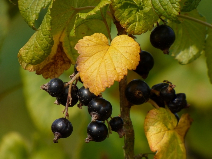 Schwarze Johannisbeeren