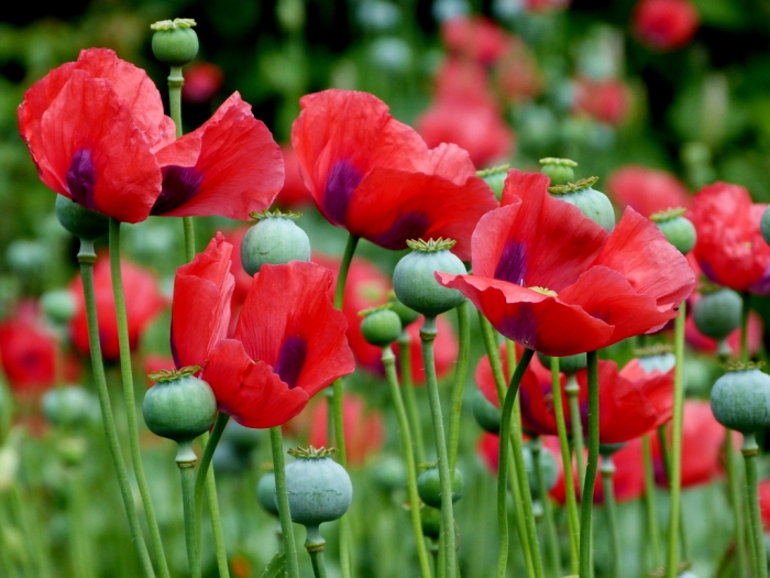 Klatschmohn